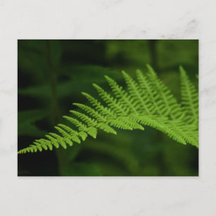 Carte postale Fern P6597