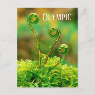 Carte Postale Ferne Fiddlehead, parc national olympique