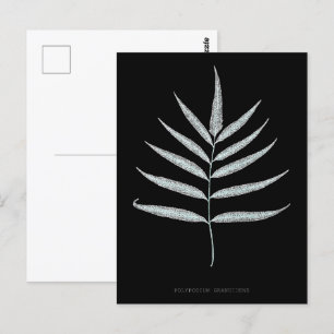 Carte Postale Ferne - Polypodyum Grandidens - Effet de rayons X 