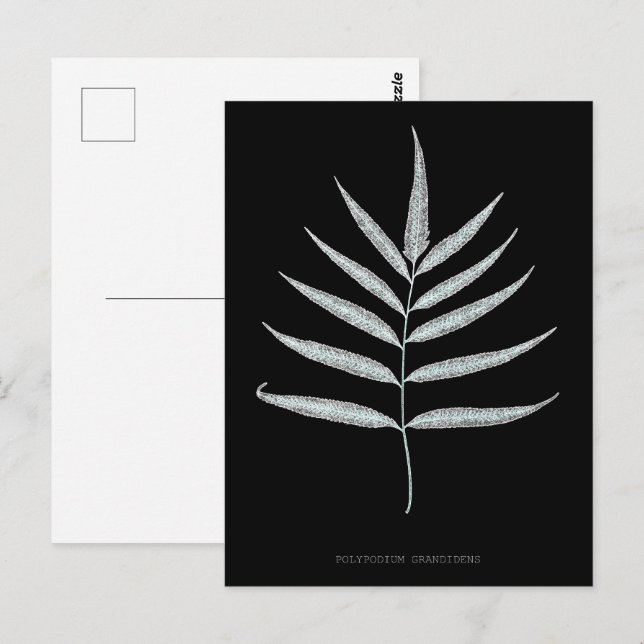 Carte Postale Ferne - Polypodyum Grandidens - Effet de rayons X  (Devant / Derrière)