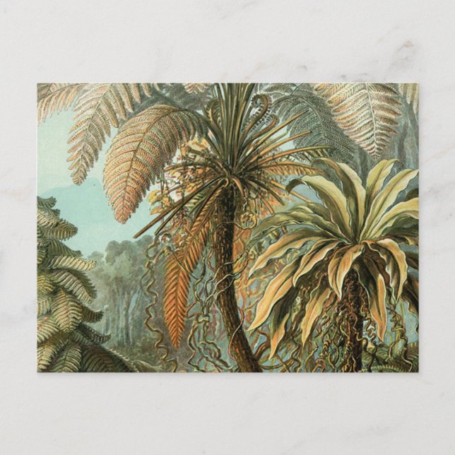 Carte Postale Ferns Palm Tree Antiquité Botanique Ferns Art (Devant)
