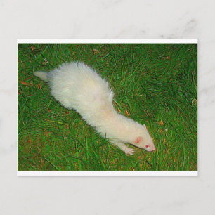 Carte Postale Ferret