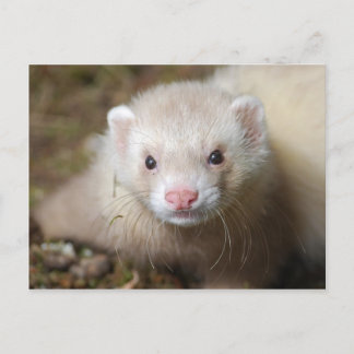 Carte Postale Ferret 3