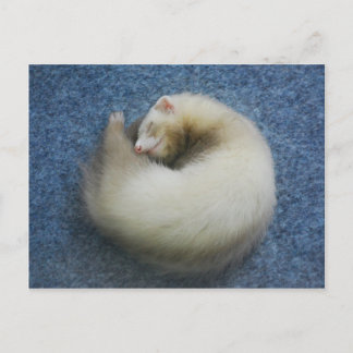 Carte Postale Ferret 4
