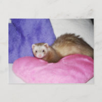 Ferret 8