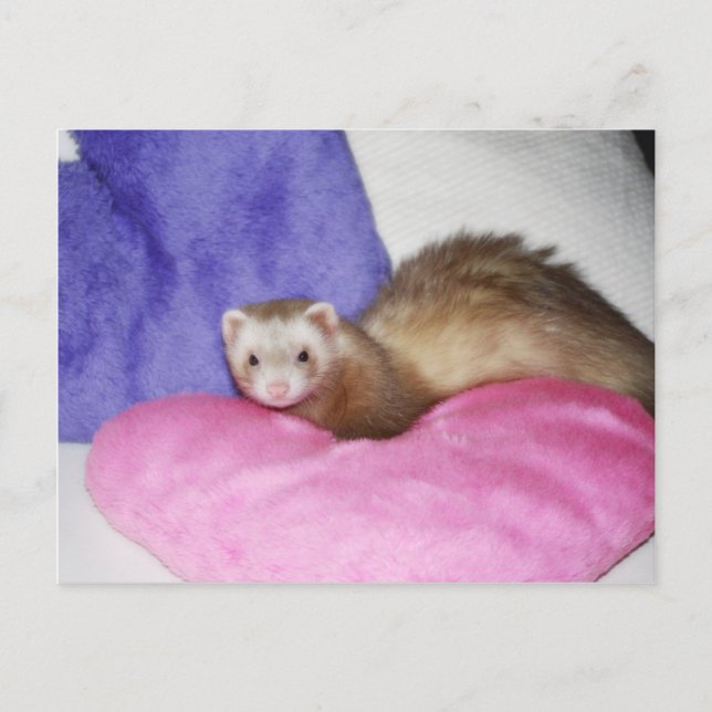 Carte Postale Ferret 8 (Devant)