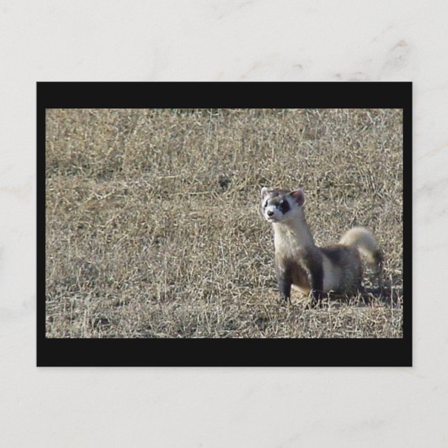 Carte Postale Ferret à pied noir (Devant)