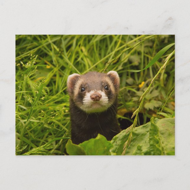 Carte Postale Ferret Brown dans l'herbe (Devant)