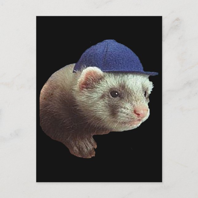 Carte Postale Ferret portant Casquette (Devant)