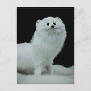 Carte Postale Ferret Taxidermy Mount Fine Art Photographie