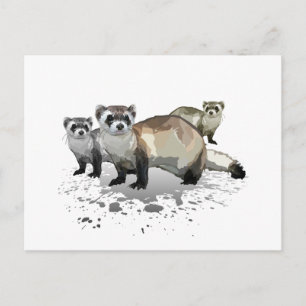 Carte Postale Ferrets