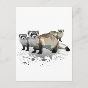 Carte Postale Ferrets