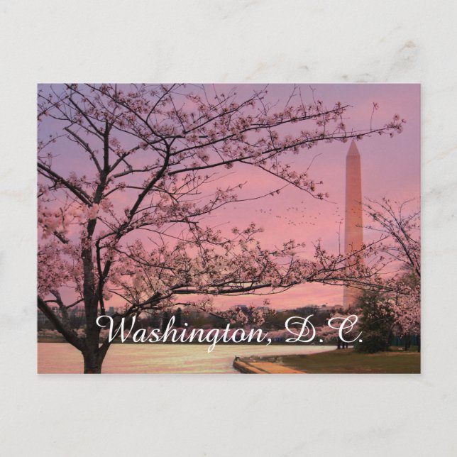 Carte Postale Festival Cherry Blossom du Monument de Washington (Devant)