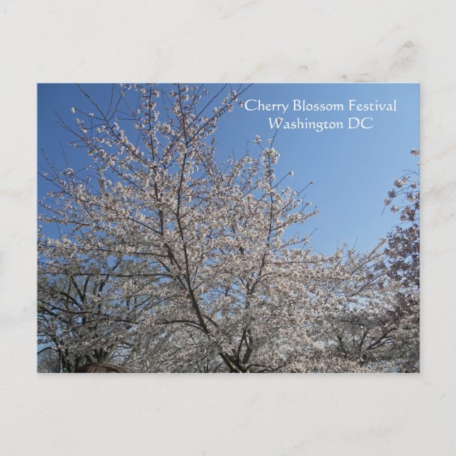Carte Postale Festival national de fleurs de cerises Washington  (Devant)