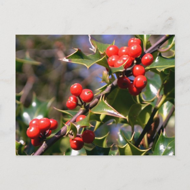 Carte postale Festive Berries (Devant)