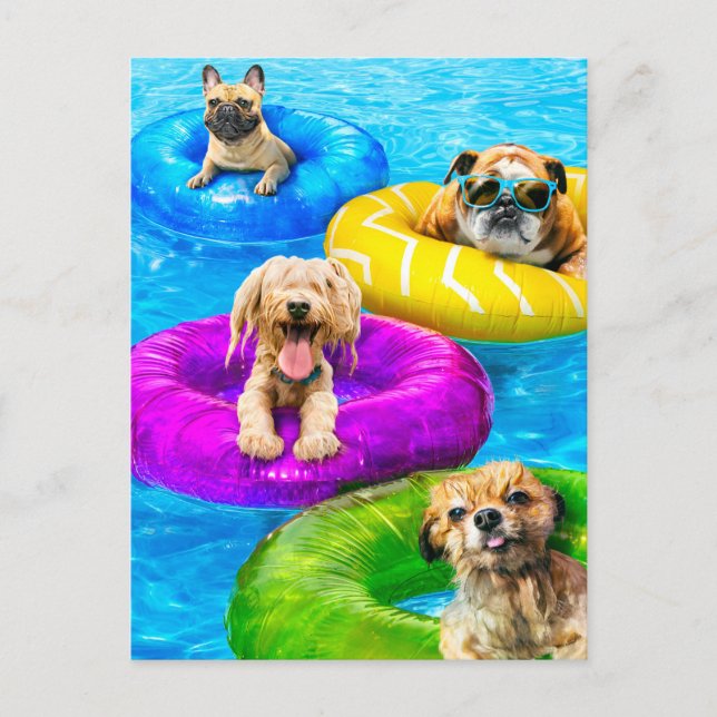 Carte Postale Fête de chien dans la piscine (Devant)