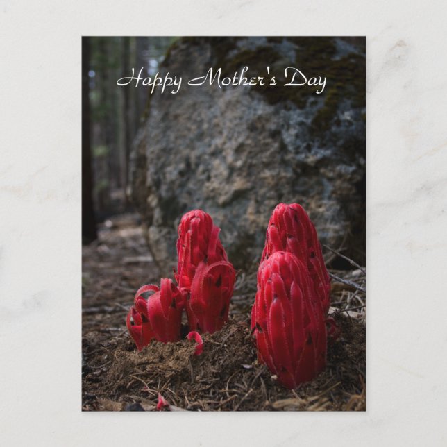 Carte Postale Fête des mères des fleurs de neige (Devant)