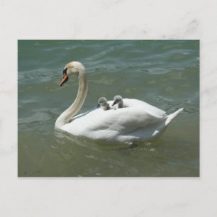 Carte Postale Fête des mères oiseaux cygnes nature mignonne