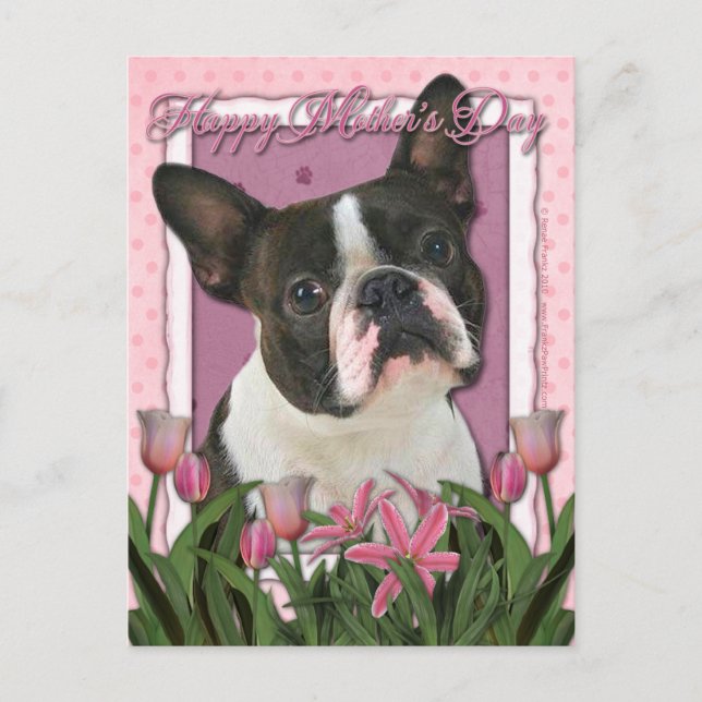 Carte Postale Fête des mères - Tulipes roses - Boston Terrier (Devant)