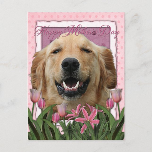 Carte Postale Fête des mères - Tulipes roses - Golden Retriever (Devant)
