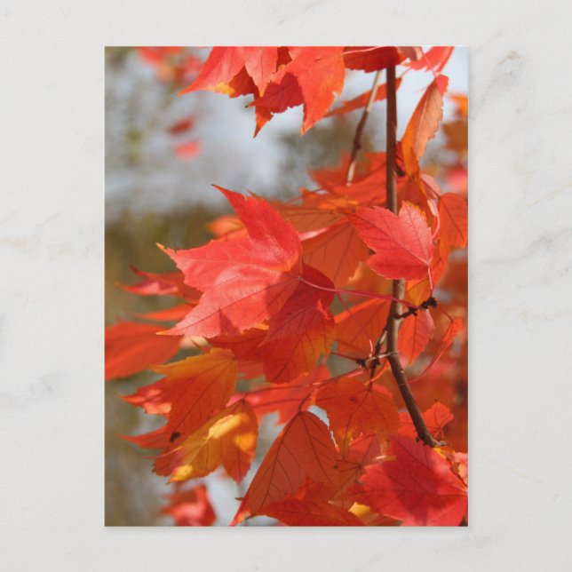 Carte Postale Feu d'automne (Devant)