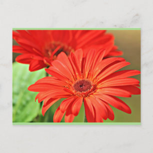 Carte Postale Feu rouge Gerbera Daisy, fleur colorée