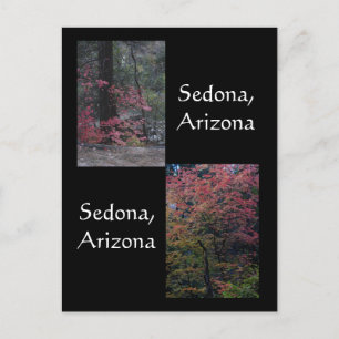 Carte Postale Feuillage d'automne en fleur, Sedona Arizona