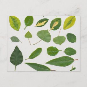 Carte postale feuille