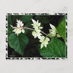 Carte Postale Feuille