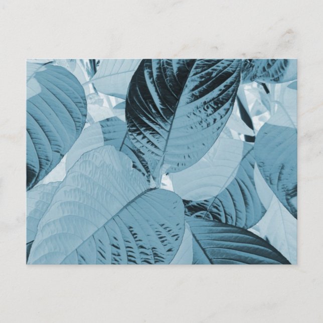 Carte postale Feuille Aqua (personnalisable) (Devant)