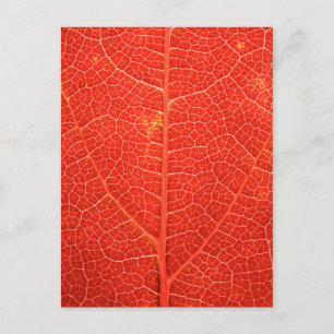 Carte Postale Feuille automnale