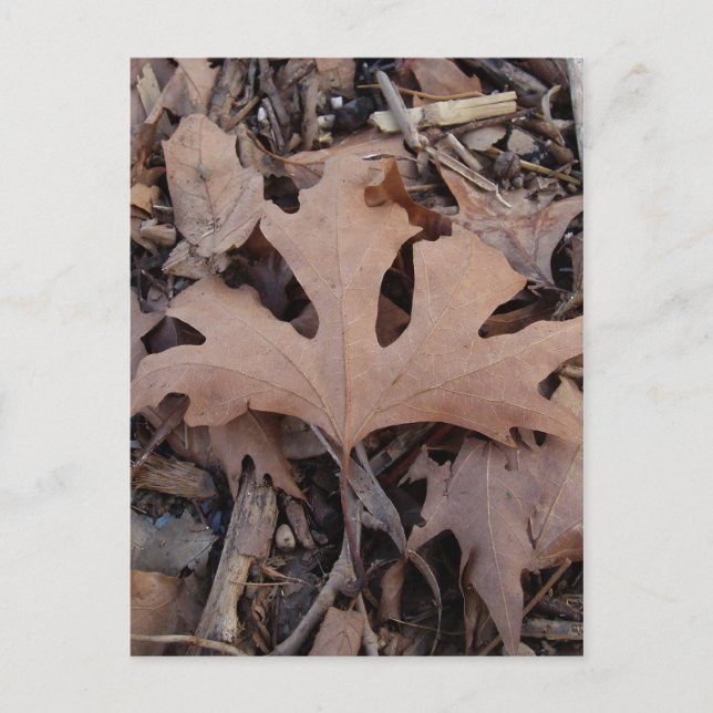 Carte postale Feuille automne (Devant)