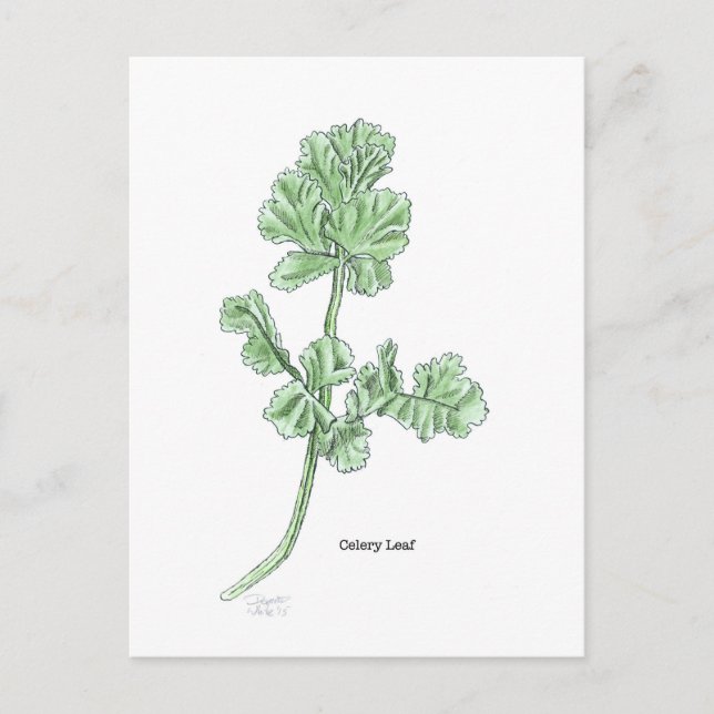 Carte Postale Feuille céleri (Devant)