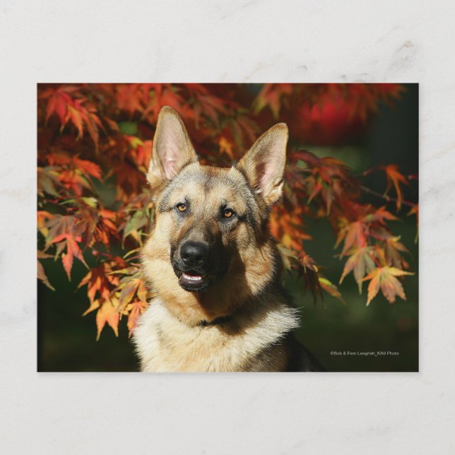 Carte Postale Feuille d'automne de berger allemand (Devant)