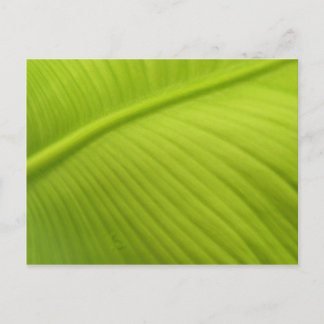 Carte Postale Feuille de banane