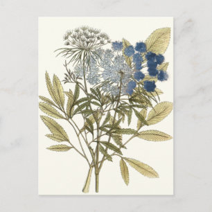 Carte Postale Feuille de dentelle - fleurs et verdure