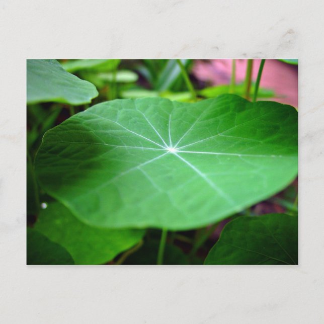 Carte Postale Feuille de Shaddy Nasturtium (Devant)