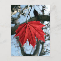 Feuille d'érable canadienne