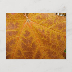 Carte Postale Feuille d'érable jaune Automne Abstraite Nature