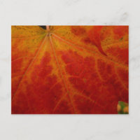 Feuille d'érable rouge Abstraite Automne Photograp