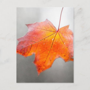 Carte Postale Feuille d'érable rouge - Automne mystique