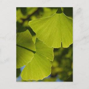 Carte Postale Feuille ensoleillé de Ginkgo