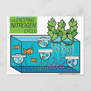 Carte Postale Feuille et fin : Infographie du cycle de l'azote