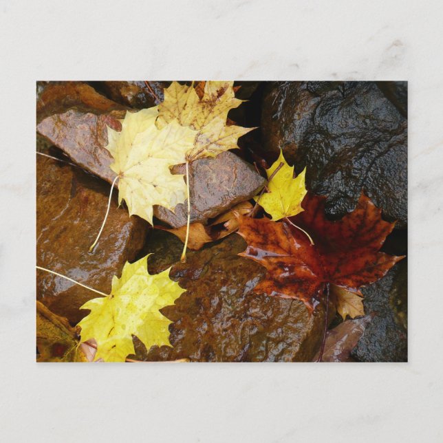 Carte Postale Feuille et rochers d'automne Photographie naturell (Devant)