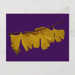 Carte postale Feuille Ginkgo Biloba