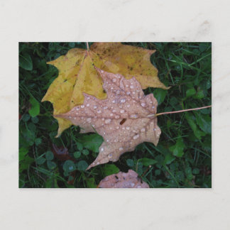 Carte postale Feuille humide