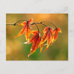 Carte Postale Feuille japonais