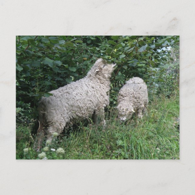 Carte postale Feuille mignonne pour les moutons (Devant)