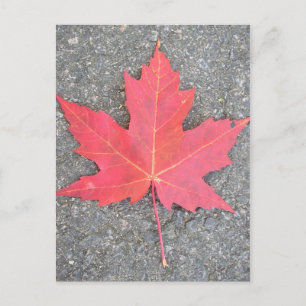 Carte Postale Feuille morte