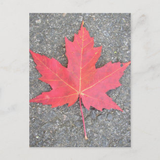 Carte Postale Feuille morte